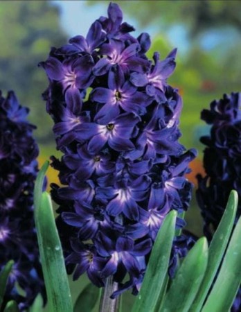 hiacynt-blue-magic.JPG