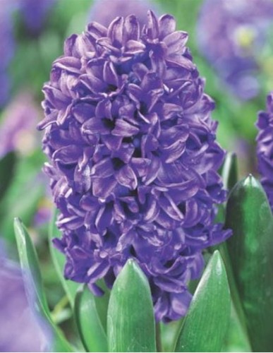 Przejdź do produktu Hiacynt Blue Trophy pachnący 10szt cebulki hiacyntów