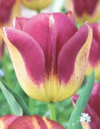 tulipan boston 1267.JPG