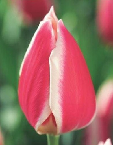 Przejdź do produktu Tulipan Candy Apple 20 szt cebul 1280