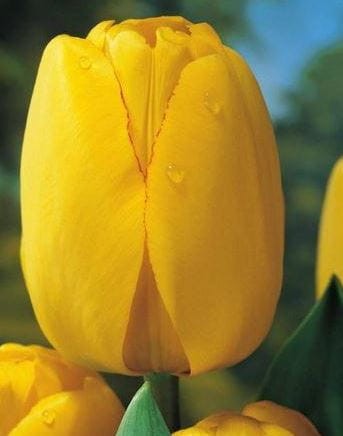 tulipan golden apeldoorn 1303.JPG