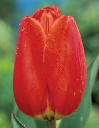 Przejdź do produktu Tulipan czerwony Apeldoorn 20szt cebul 1304