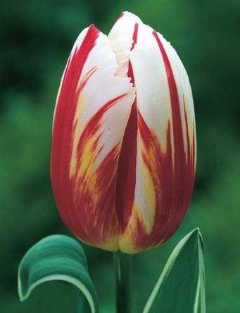 tulipan happy generation 1319.JPG