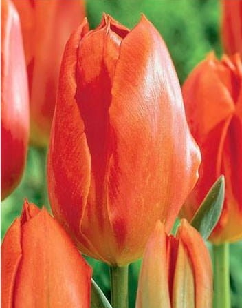 Przejdź do produktu Tulipan Orange Brilliant zestaw 20 szt cebul 1273