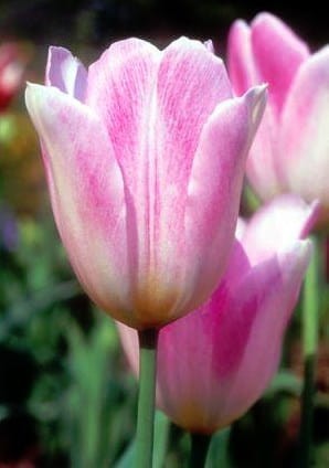 tulipan-rosamunde.jpg
