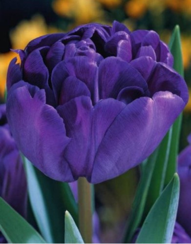 Przejdź do produktu Tulipan pełny niebieski Blue Diamont 20szt cebul 1321