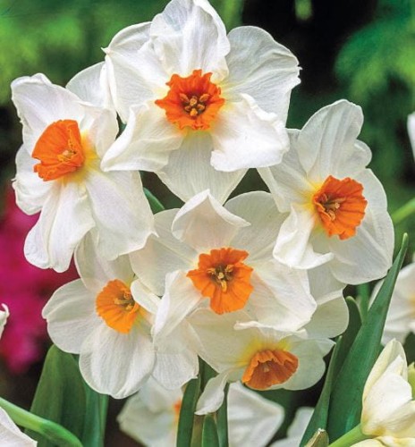 Przejdź do produktu Narcyz wielokwiatowy Geranium 10szt cebul 1742