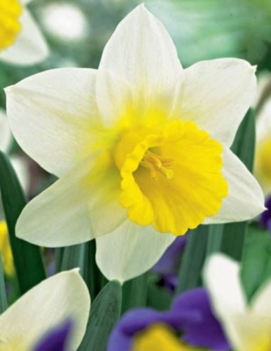 Przejdź do produktu Narcyz przykoronkowy SMILING TWIN 10szt 1759