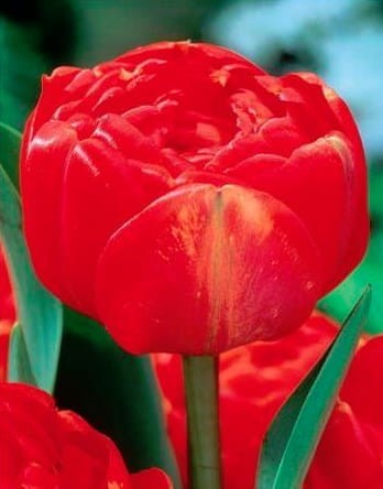 Przejdź do produktu Tulipan pełny Miranda 20 szt cebul 1355