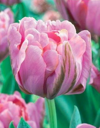 tulipan-pelny-britt.jpg