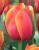 tulipan-pelny-queensday.jpg