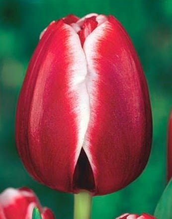 Przejdź do produktu Tulipan Armani 20 szt cebul 1389