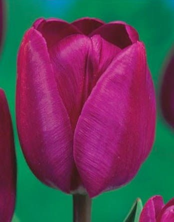 tulipan-negrita.jpg