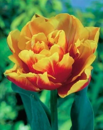Przejdź do produktu Tulipan pełny Double Focus 20 szt cebul 1395