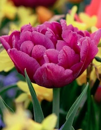 Przejdź do produktu Tulipan pełny Showcase 20 szt cebul 1397