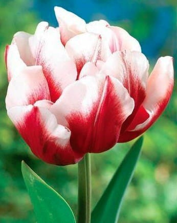 Przejdź do produktu Tulipan pełny Horizon 20 szt cebul