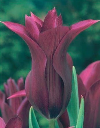 Przejdź do produktu Tulipan liliokształtny Burgundy 20 sztuk cebul 1403