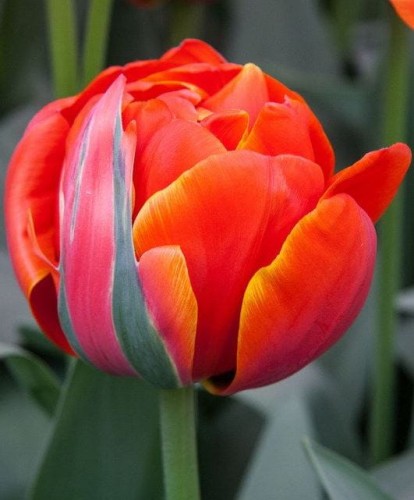 Przejdź do produktu Tulipan pełny Queensday 20 szt cebul 1383
