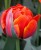 tulipany-queensday.JPG