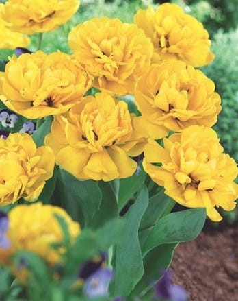 yellow-pompenette.jpg