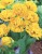yellow-pompenette.jpg