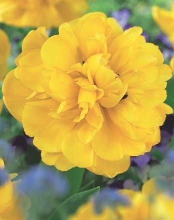 tulipan-yellow.jpg