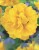 tulipan-yellow.jpg