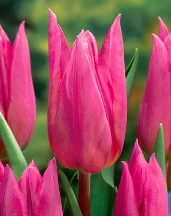 Przejdź do produktu Tulipan liliokształtny Jazz 20 sztuk cebul