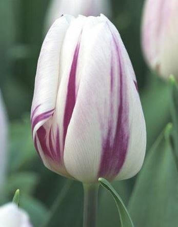 Przejdź do produktu Tulipan Flaming Flag ogromne kwiaty zestaw 20 szt cebul  1285