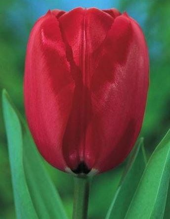 Przejdź do produktu Tulipan Red Impression zestaw 20 szt cebul  1294