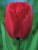 tulipan-red-impression.JPG
