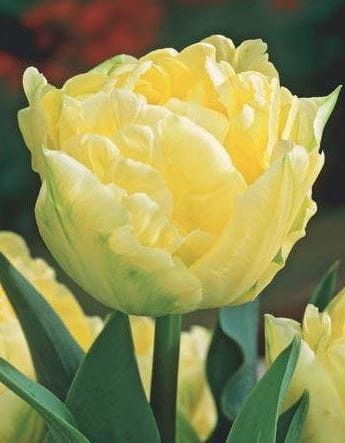 Przejdź do produktu  Tulipan pełny Verona 20 szt cebul 1358