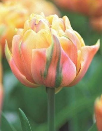 Przejdź do produktu  Tulipan pełny Freeman 20 szt cebul 1384