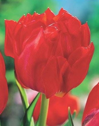 Przejdź do produktu Tulipan czerwony pełny Abba 20 szt cebul