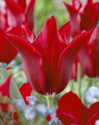 Przejdź do produktu Tulipan liliokształtny Pieter de leur zestaw 20 sztuk cebul 1408