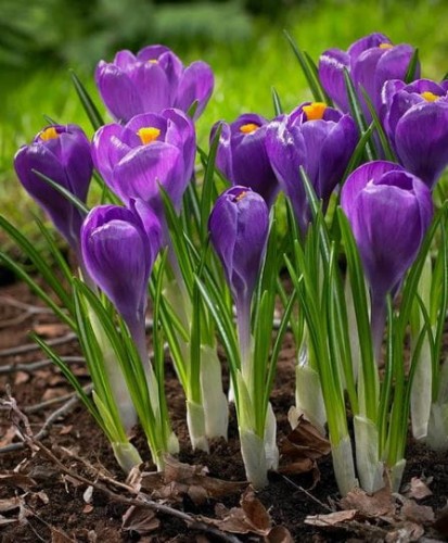 Przejdź do produktu Cebulki krokusów wielkokwiatowych REMEMBRANCE  50 szt  1214