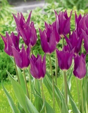 Przejdź do produktu Tulipan liliokształtny Yume no murasaki 20 sztuk cebul 1427