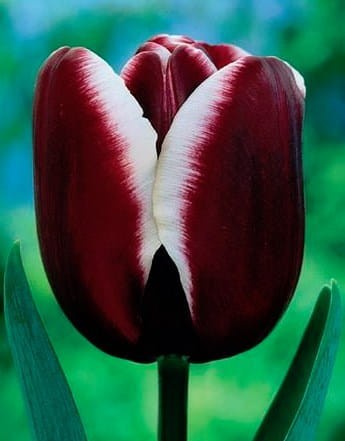 Przejdź do produktu Tulipan Fontainebleau 20 sztuk cebul