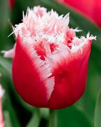 tulipan-new-santa.jpg