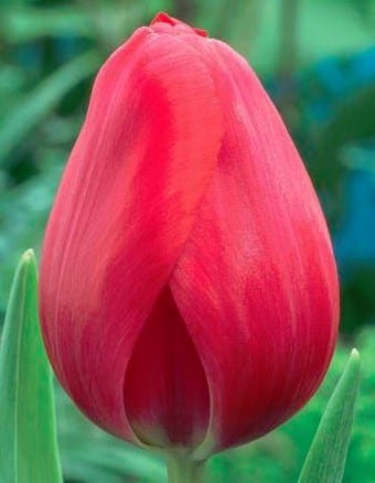 tulipan-red-bull.jpg