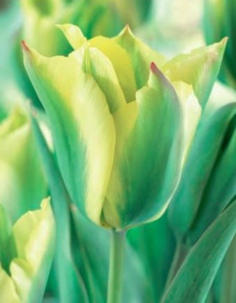 tulipan-formosa.jpg