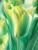 tulipan-formosa.jpg