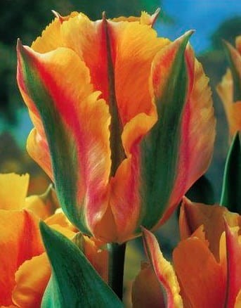 Przejdź do produktu Tulipan viridiflora Golden Artist 20 sztuk cebul 1505/1507