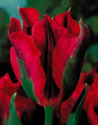 Przejdź do produktu Tulipan viridiflora zielony Hollywood 20 sztuk cebul 1502