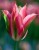 tulipsn-virichic.jpg