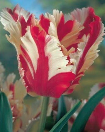 Przejdź do produktu Tulipan papuzi Estella 20 sztuk cebul 1552