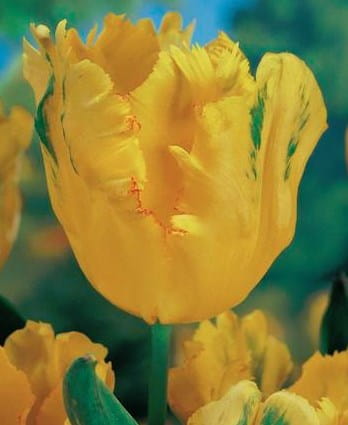 tulipan-texas-gold.jpg