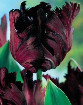 Przejdź do produktu Tulipan papuzi Black Parrot 20 sztuk cebul 1559