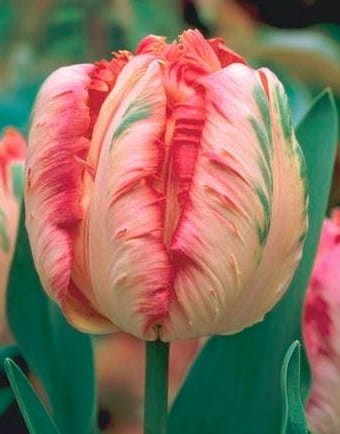 Przejdź do produktu Tulipan papuzi Apricot Parrot 20 sztuk cebul 1564