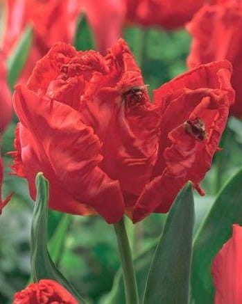 Przejdź do produktu Tulipan papuzi Ego Parrot 20 sztuk cebul  1570